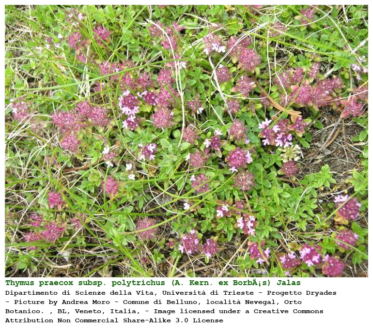 Thymus praecox subsp. polytrichus (A. Kern. ex BorbÃ¡s) Jalas